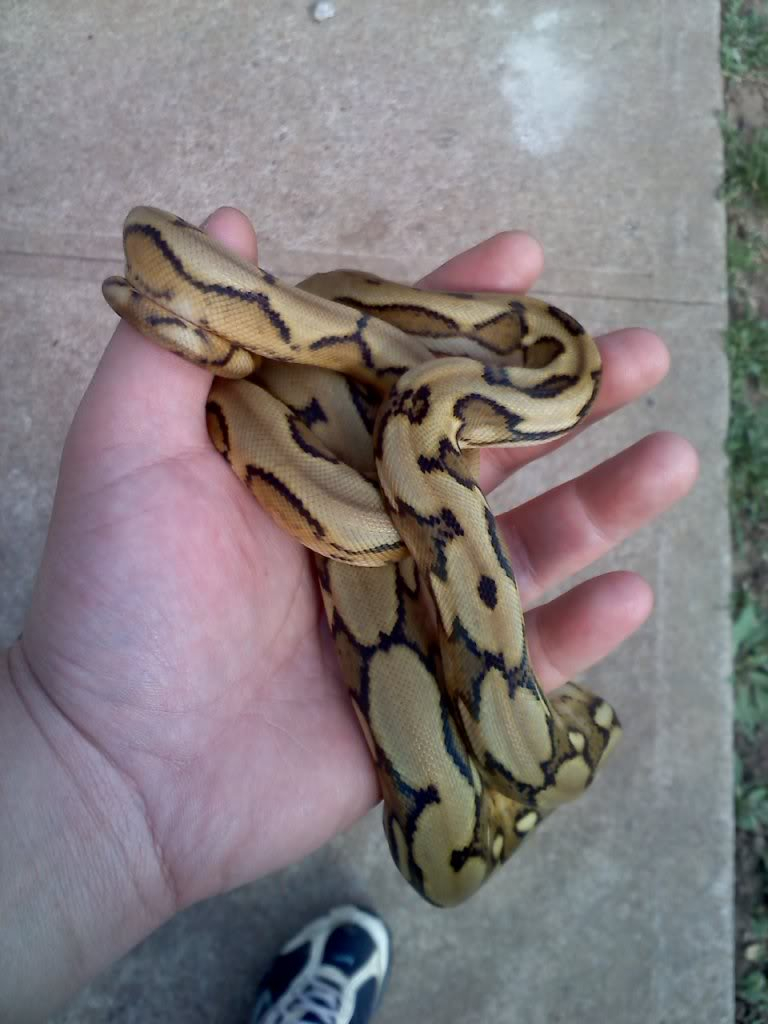 lesser, lav albino, suntiger 20110322161309