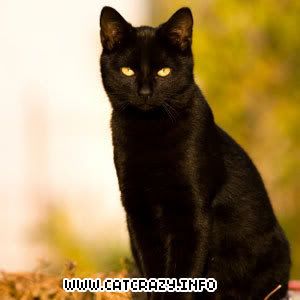 Savannah Duncun Black-cat