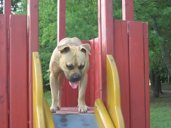 APBT LUCKY the BOSS IMG_6383