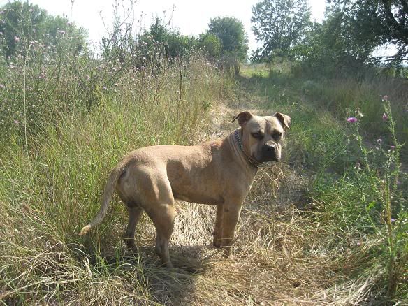 APBT LUCKY the BOSS IMG_6530