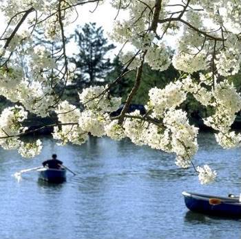 [ 三 3rd Division] Novena River Park Sakura-boat