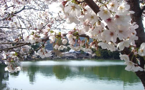 [ 三 3rd Division] Novena River Park Sakura_top