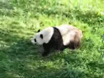 Rolling Panda. RollingPanda