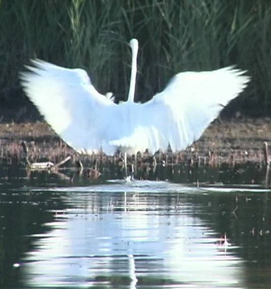 animali in Riserva Naturale AironeB