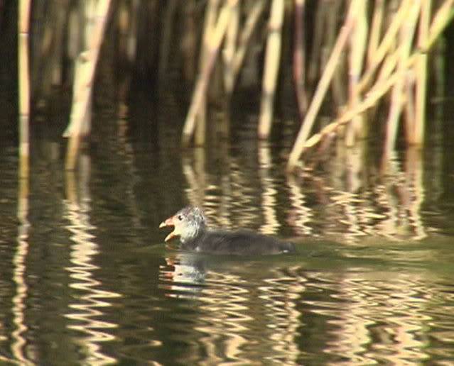 animali in Riserva Naturale FOLAGA11