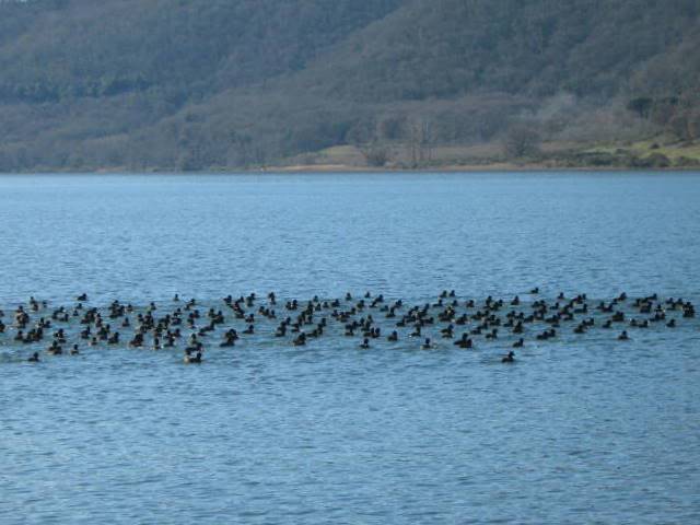 animali in Riserva Naturale Folaghe1_gen08