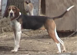 Line Bred Finley River Strain Of Hounds Babeheadshot