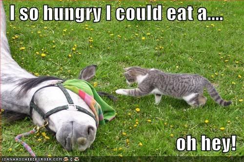 Epic cat thread Funny-pictures-cat-hungry-for-horse