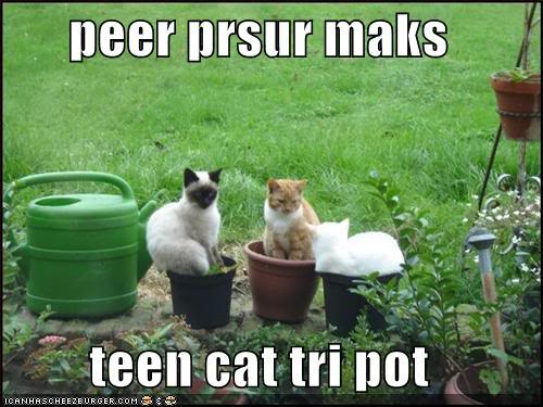 Epic cat thread Funny-pictures-cats-in-pots