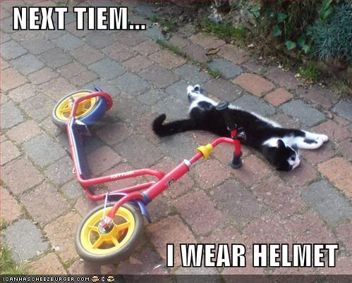 Epic cat thread Helmetcat