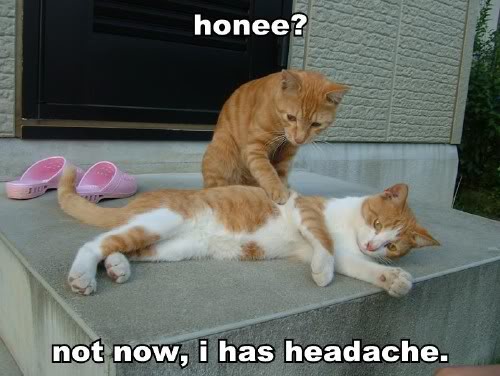 Epic cat thread Honee-not-now-i-has-headache