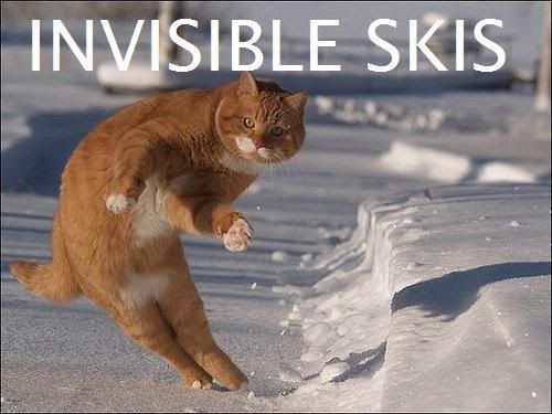 Epic cat thread Invisibleskis