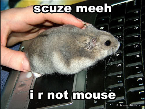 Epic cat thread Mouse