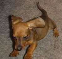 Dacshund Pics! Dachshundtoy