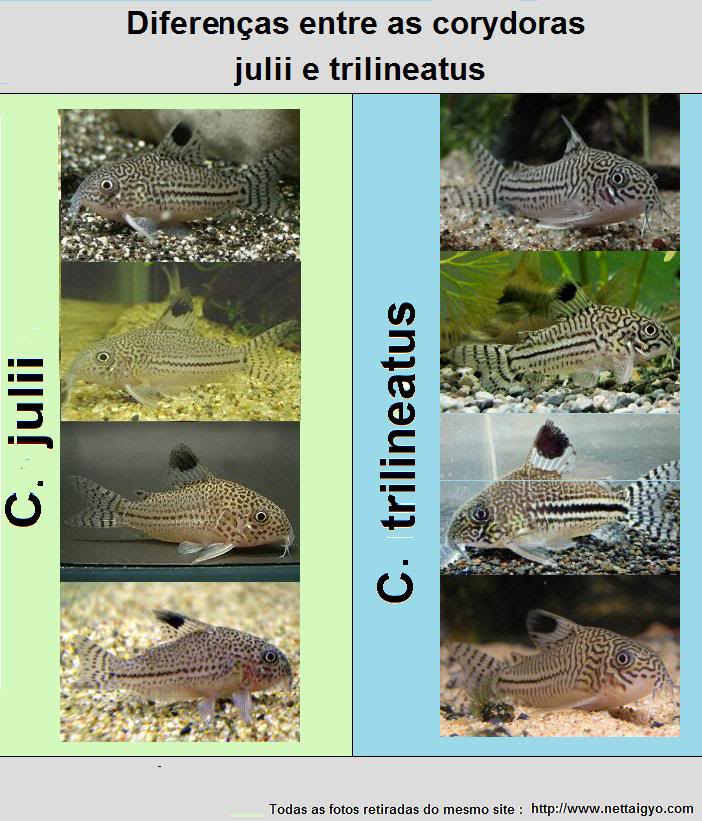 Topico de comentarios sobre as Fotografias de corydoras Cjuliivstrilineatus