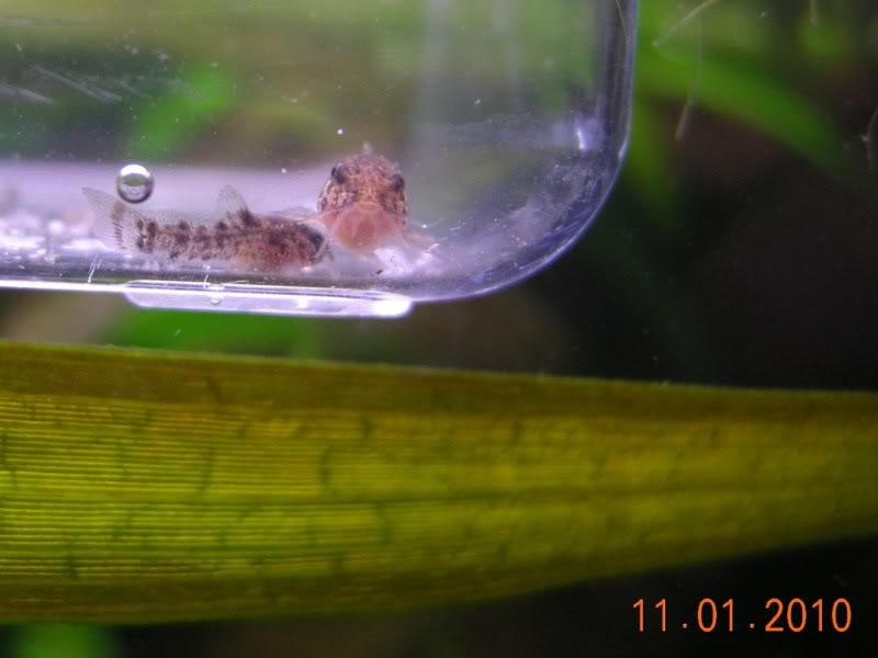 Corydoras Sterbai, uma aventura num comunitario ... DSCN5662