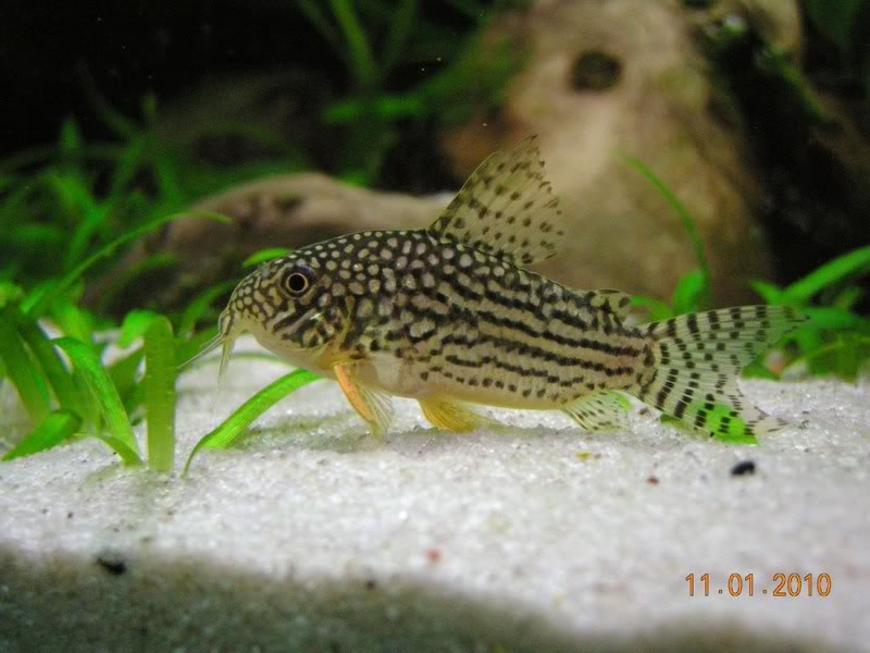 Corydoras Sterbai, uma aventura num comunitario ... DSCN5672