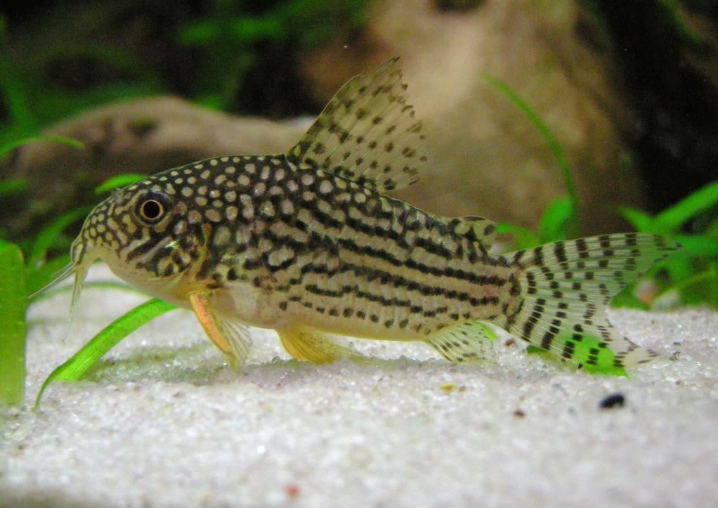 Fotografias de corydoras - Fotogaleria DSCN5672