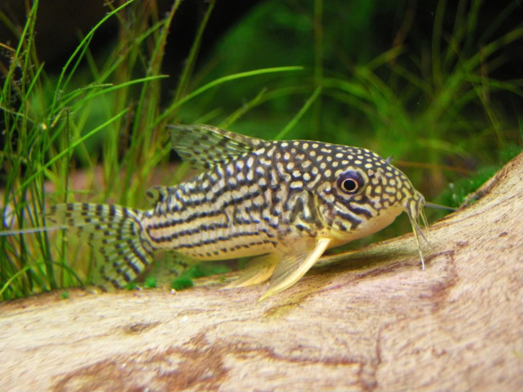 Fotografias de corydoras - Fotogaleria DSCN5975