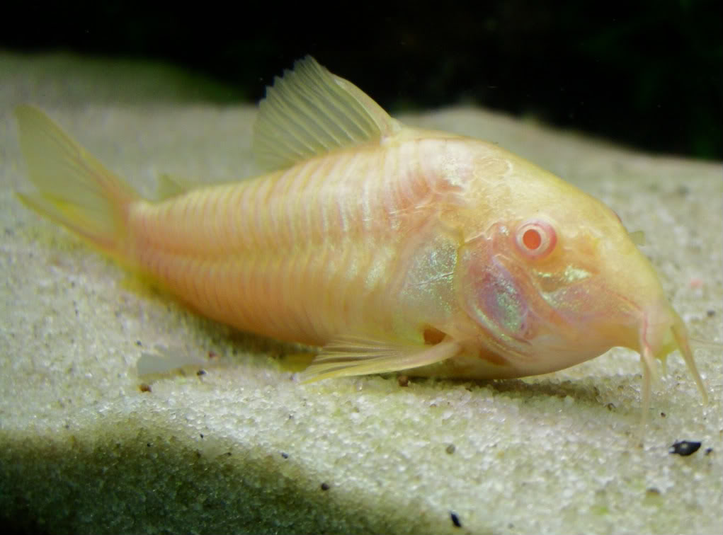 Fotografias de corydoras - Fotogaleria DSCN6078