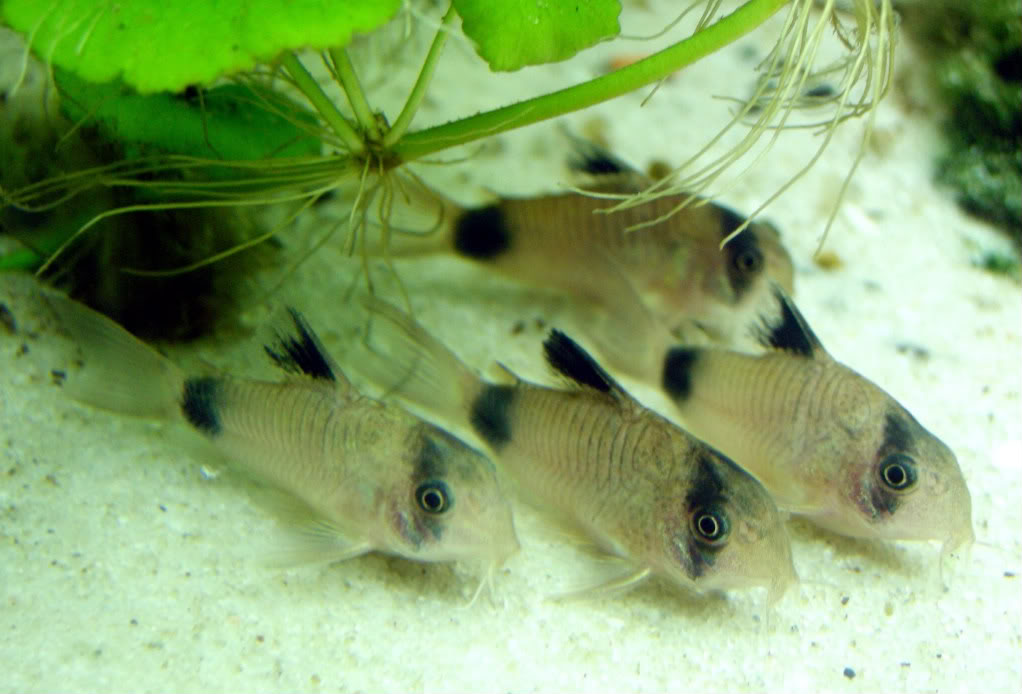 Fotografias de corydoras - Fotogaleria Corydoras_panda