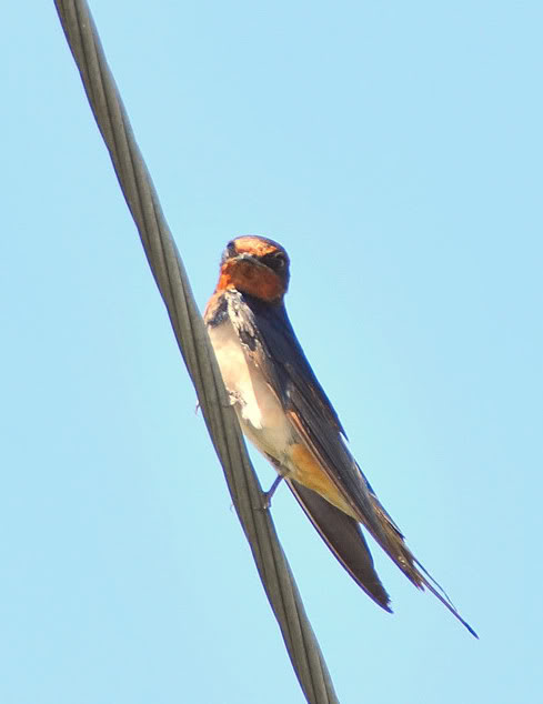 Monyet, Beruk, Burung DSC_5772