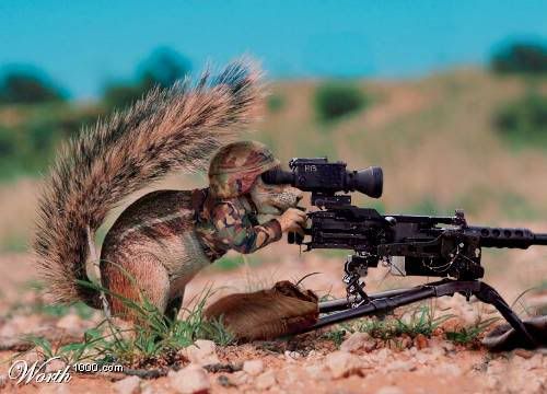 Attempted Murder Squirrel