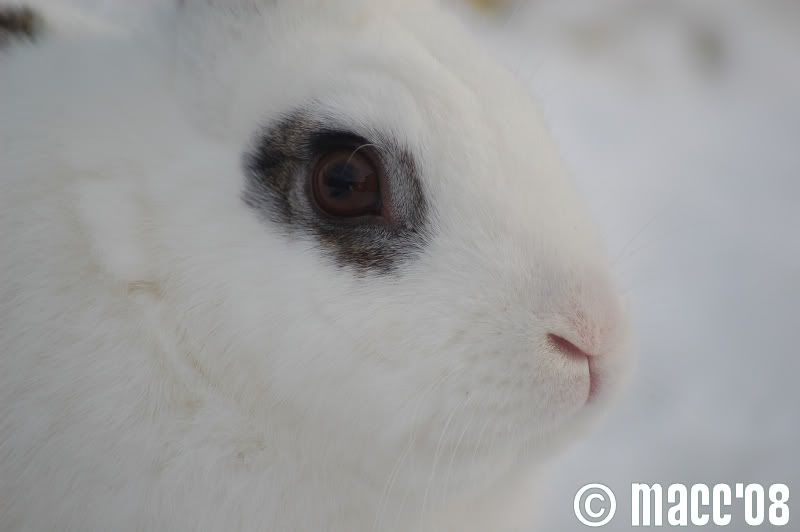 Snow buns 2