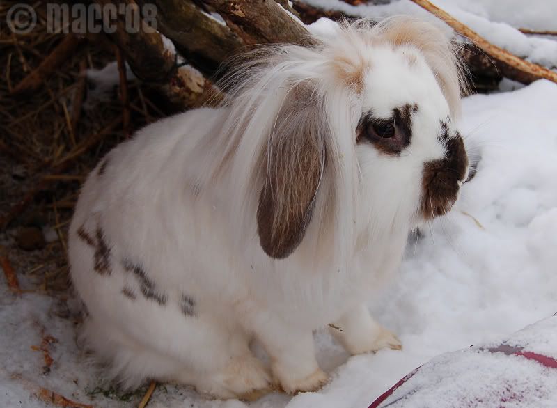 Snow buns 4