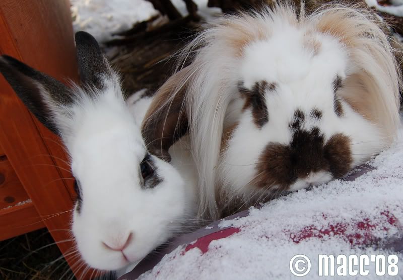 Snow buns 5