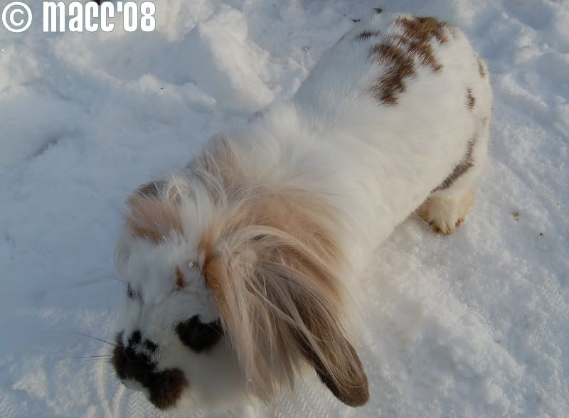 Snow buns 6