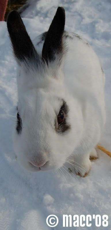 Snow buns 7