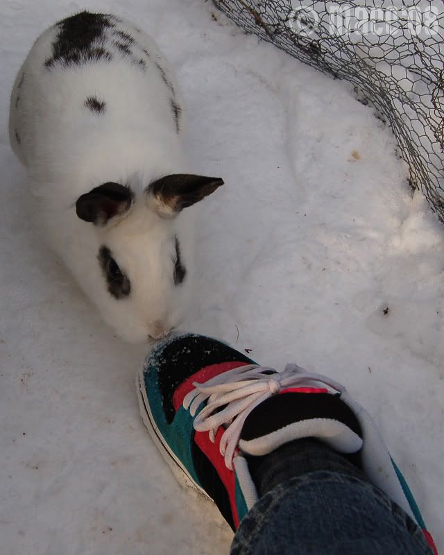 Snow buns 9