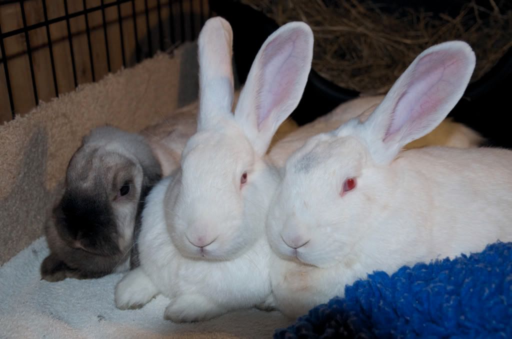 Jasper & Riley with their new girlie Lola JRL1