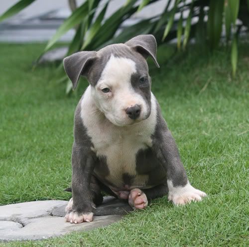 MACKENTOSHBULLS KENNEL MACKS-POUND-CAKE