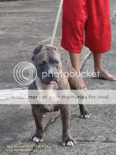 MACKENTOSHBULLS KENNEL TEMPEST-B