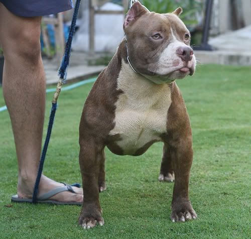 MACKENTOSHBULLS KENNEL Bckbone1yrc