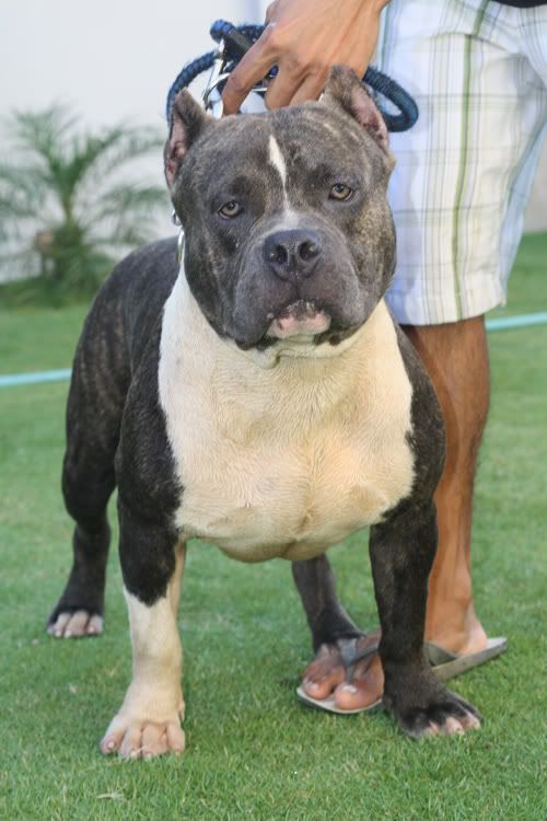 MACKENTOSHBULLS KENNEL Kabi9a