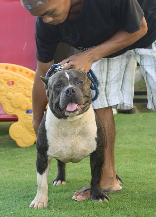 MACKENTOSHBULLS KENNEL Kabi9b