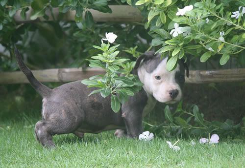 MACKENTOSHBULLS KENNEL MrPOUND-CAKE