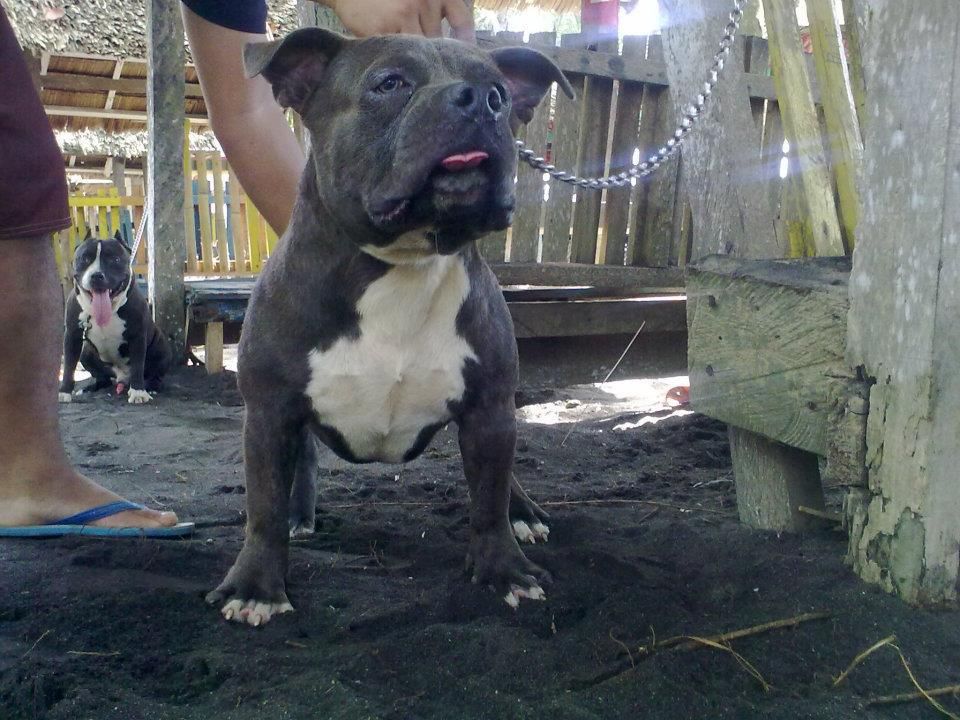 MACKENTOSHBULLS KENNEL Ozzy