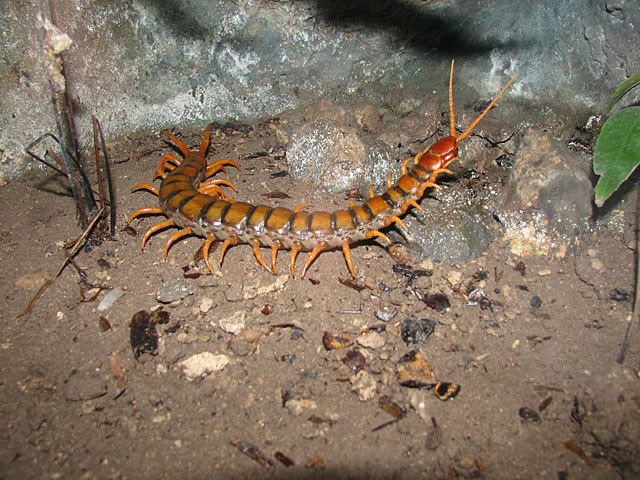 Esas simpatikas Sabandijas de Ayer y Hoy... Escolopendra