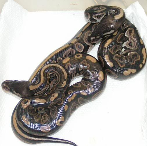 Lesser x black pastel clutch results Blackpastelgirls7-2-10