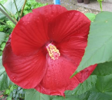 Mocvarni hibiskus (HIBISCUS MOSCHEUTOS) IMG_7834