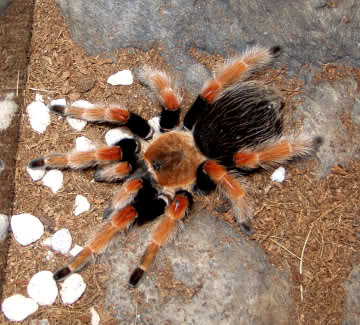     MexicanFirelegTarantula