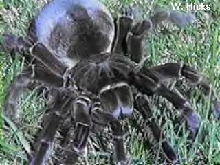  ,    Tarantula