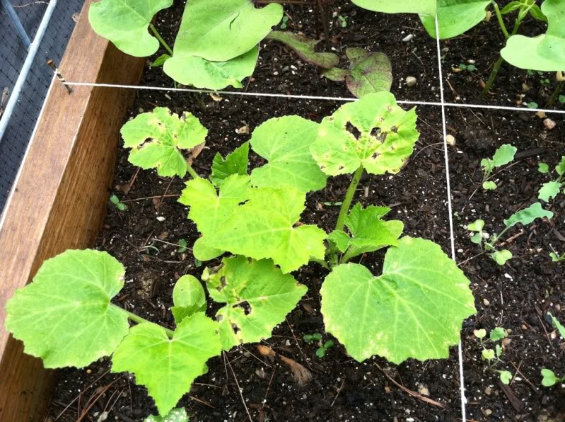 What's up with my Squash? 54f8891d