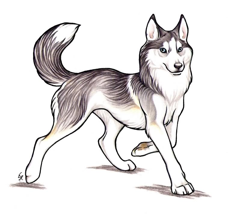 Riku's Dogs Huskey