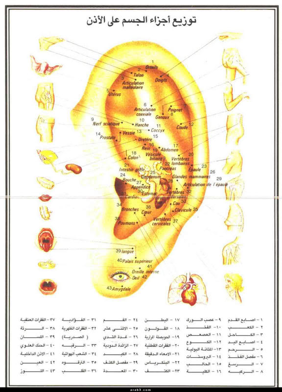 توزيع أجزاء الجسم على الأذن  Desertpalm_Ear