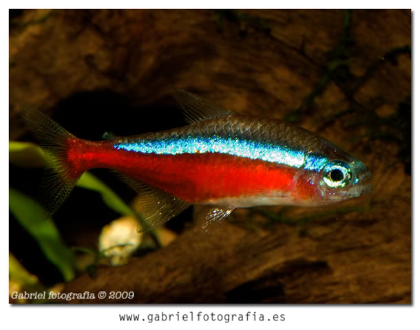 tetra cardenal  Cardenal1